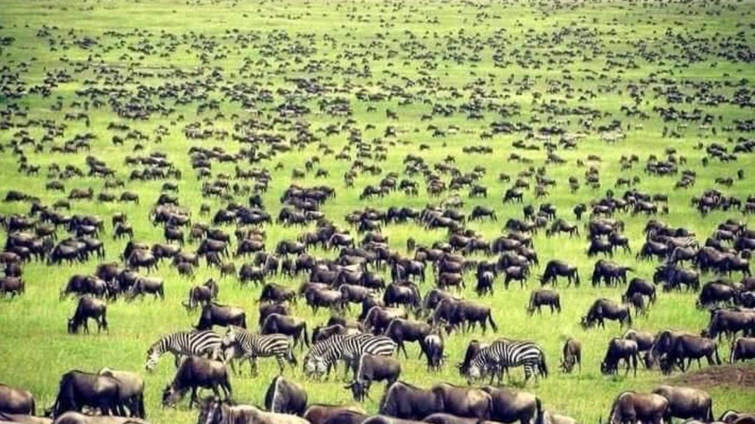 Tanzania worldlife safaris