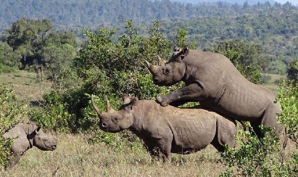 Tanzania worldlife safaris