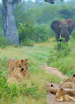 7 days Tarangire, Lake Manyara, Serengeti, and Ngorongoro