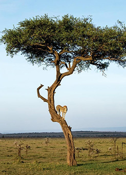 4 days Tarangire Serengeti Ngorongoro