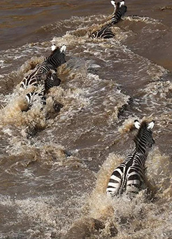 3 days Tarangire Serengeti Ngorongoro short popular