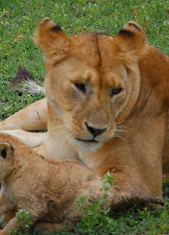 3 big five 3 big five