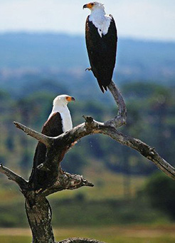 3 days Tarangire Serengeti Ngorongoro short popular