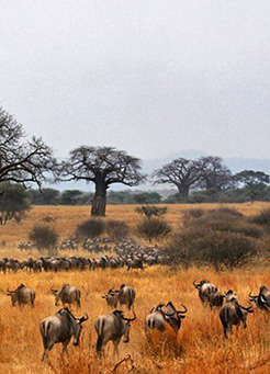 7 days Tarangire, Lake Manyara, Serengeti, and Ngorongoro 7 days Tarangire, Lake Manyara, Serengeti, and Ngorongoro