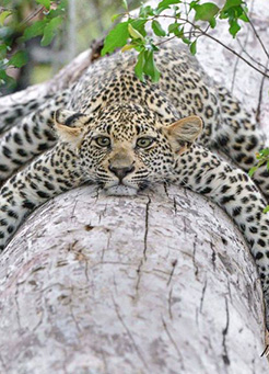 3 days Tarangire Serengeti Ngorongoro short popular