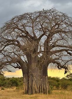 7 days Tarangire, Lake Manyara, Serengeti, and Ngorongoro 7 days Tarangire, Lake Manyara, Serengeti, and Ngorongoro