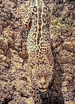3 days Tarangire Serengeti Ngorongoro with option