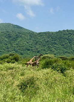 5-Day Tanzania Safari Itinerary