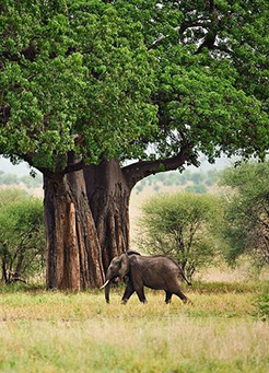 7 days Tarangire, Lake Manyara, Serengeti, and Ngorongoro 7 days Tarangire, Lake Manyara, Serengeti, and Ngorongoro