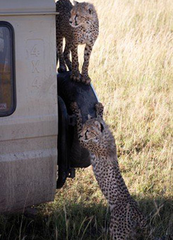 4 days Tarangire Serengeti Ngorongoro