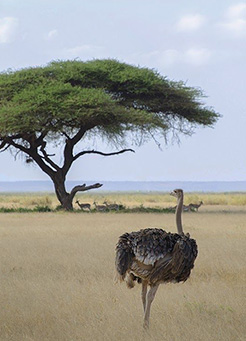6-Day Tanzania Safari Itinerary 6-Day Tanzania Safari Itinerary