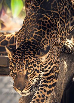 5-Day Tanzania Safari Itinerary