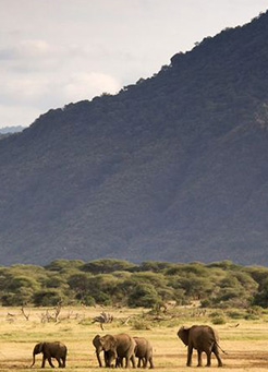 7 days Tarangire, Lake Manyara, Serengeti, and Ngorongoro 7 days Tarangire, Lake Manyara, Serengeti, and Ngorongoro