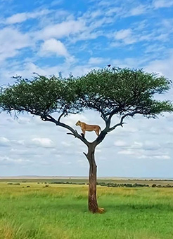 7 days Tarangire, Lake Manyara, Serengeti, and Ngorongoro 7 days Tarangire, Lake Manyara, Serengeti, and Ngorongoro